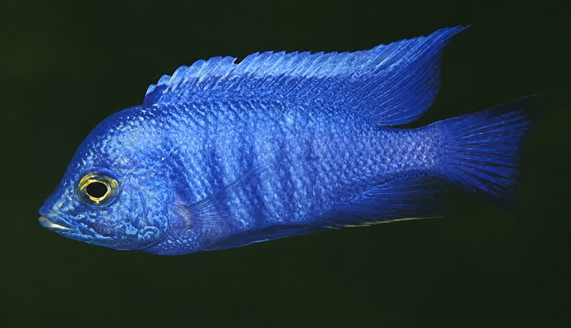 Copadichromis sp. 'azureus jalo' Jalo Reef